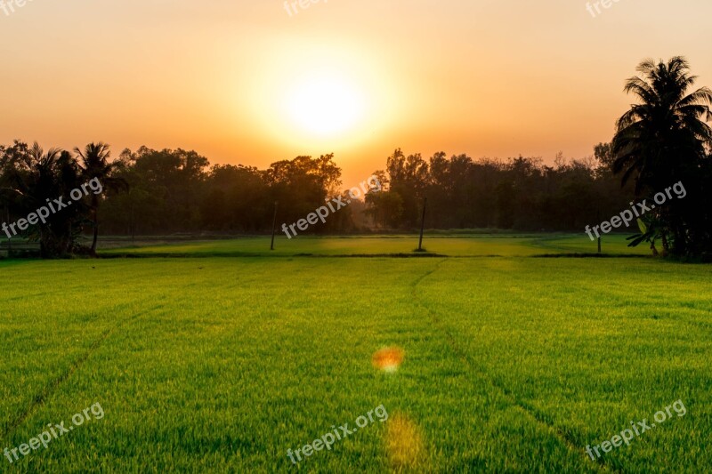 Cornfield Evening The Evening Light Free Photos