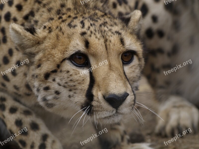 Cheetah Wildlife Africa Free Photos