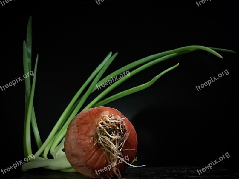 Onion Stems Outbreak Plant Garden