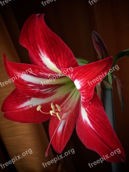 Lilium Red Flower Pistils Red Flower