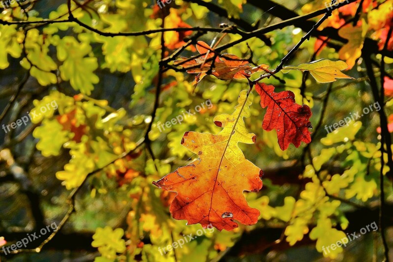 Foliage Golden Polish Autumn Landscape Tree Nature