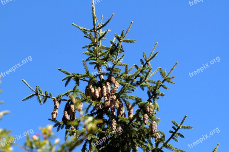 Spruce Pine Cones Pin Na Tap Conifer