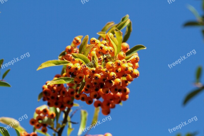 Firethorn Berries Orange Bush Fruits