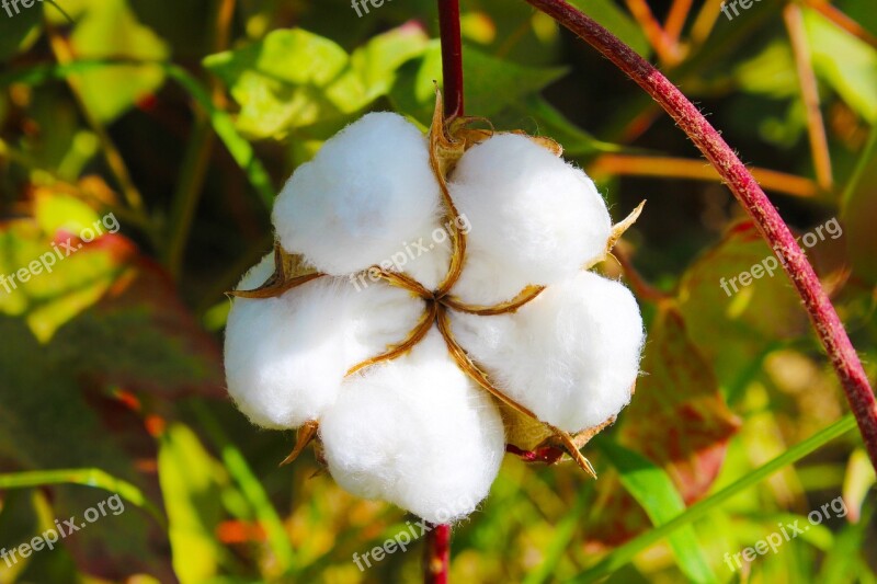 Cotton Tajikistan Buttermilk Toimiston Free Photos