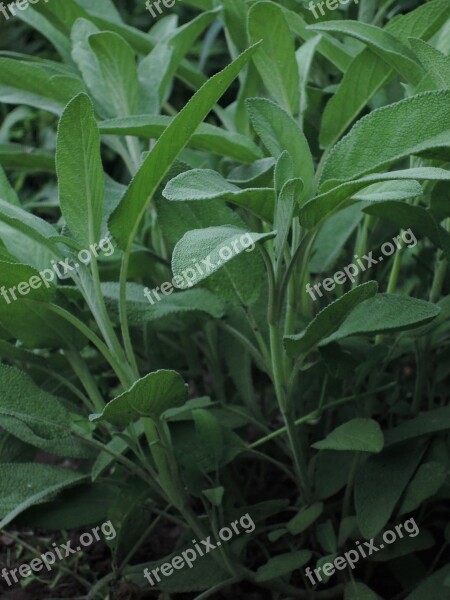 Sage Greens Grass Summer Leaves