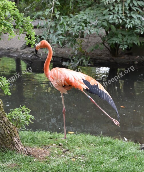 Bird Flamingo Pink Nature Plumage