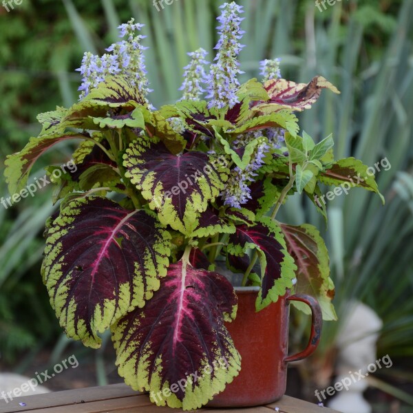 Nettle Flower Plant Green Garden