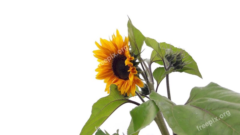 Sunflower Helianthus Annuus Flower Yellow Nature