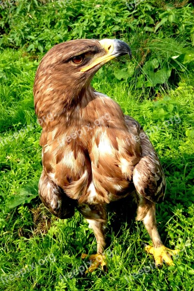 Falcon Bird Feather Plumage Nature