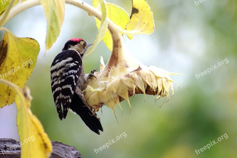 Great Spotted Woodpecker Woodpecker Forest Bird Bird Feeding