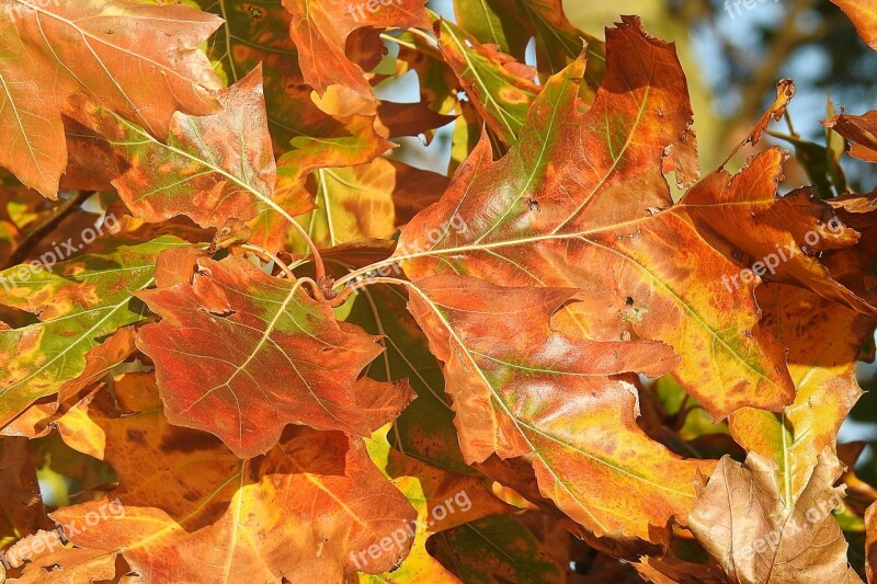 Leaves Oak Leaves Autumn Discoloration Fall Color