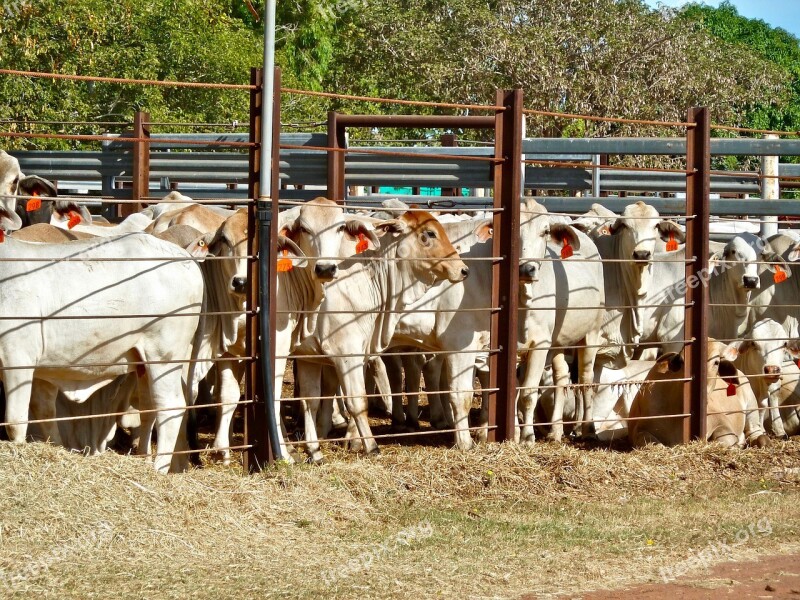 Cattle Enclosure Penned Export Agriculture