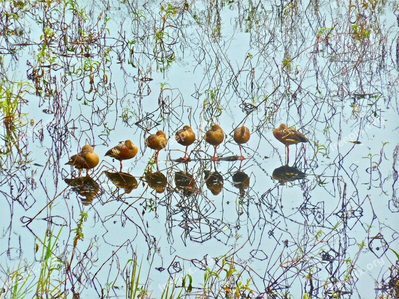 Ducks Wildlife Resting Standing Lineup