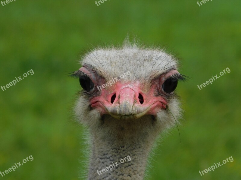 Bird Ostrich Animal Nature Head