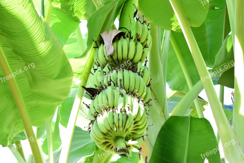 Bananas Tons Of Bananas Green Banana Free Photos