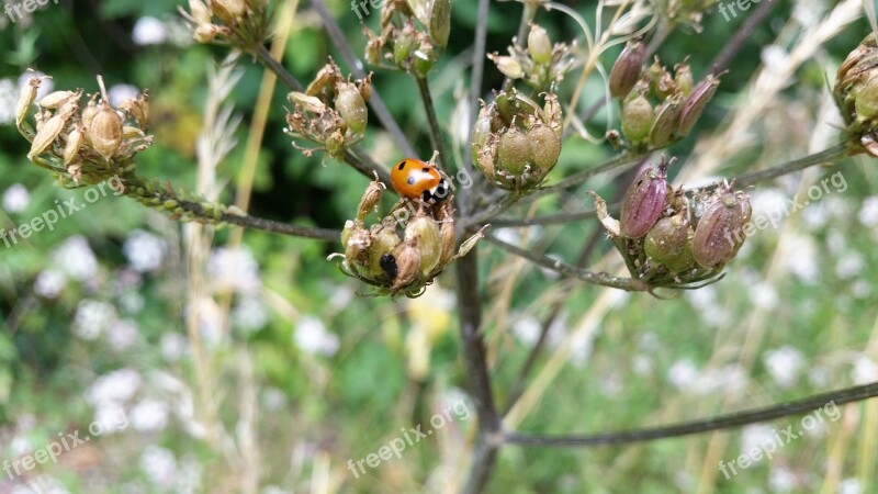 Ladybug Nature Life Insect The Beetle