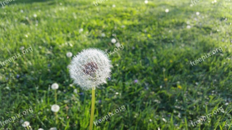 Dandelions Weeds Summer Sunshine Free Photos