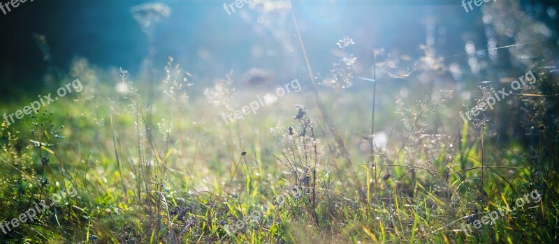 Grass Plants Flora Botanica Summer