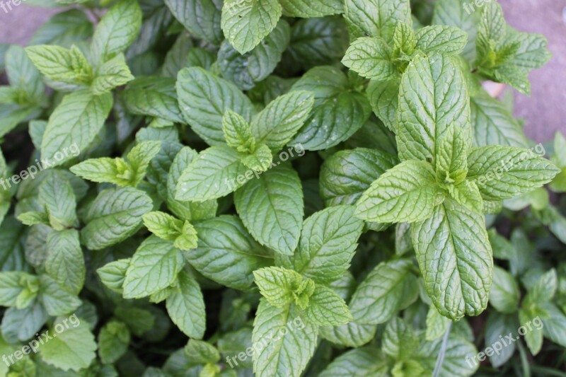 Peppermint Tee Herbs Medicinal Plant Aroma