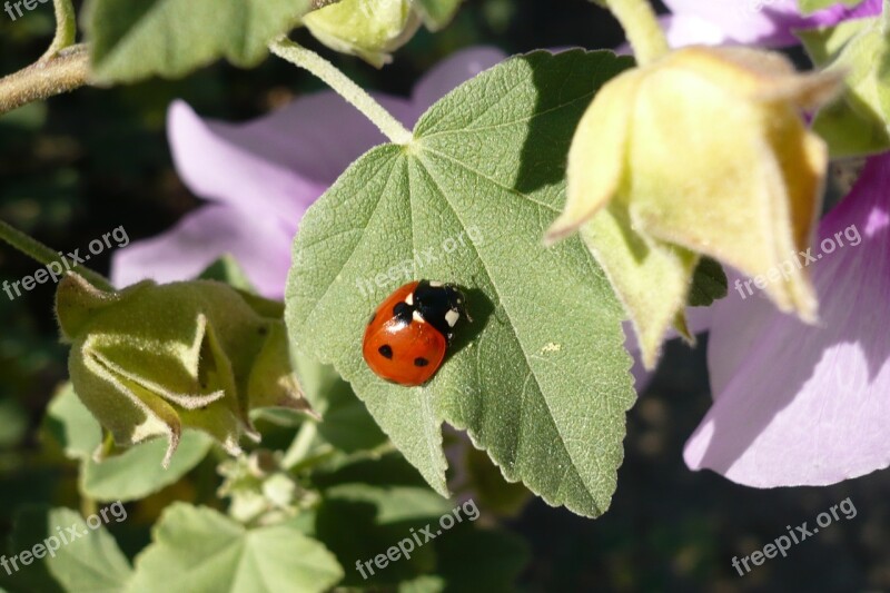 Ladybug Luck Insect Lucky Charm Red