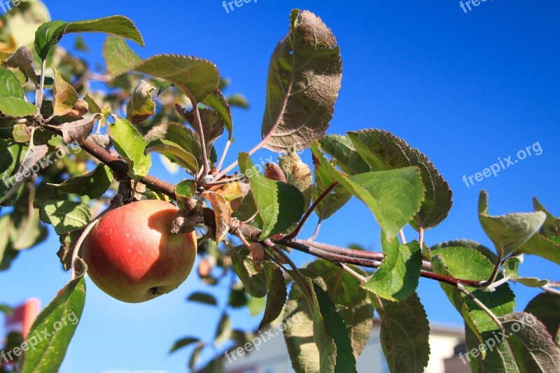 Apple Fruit Fruit Trees Orchard Nature