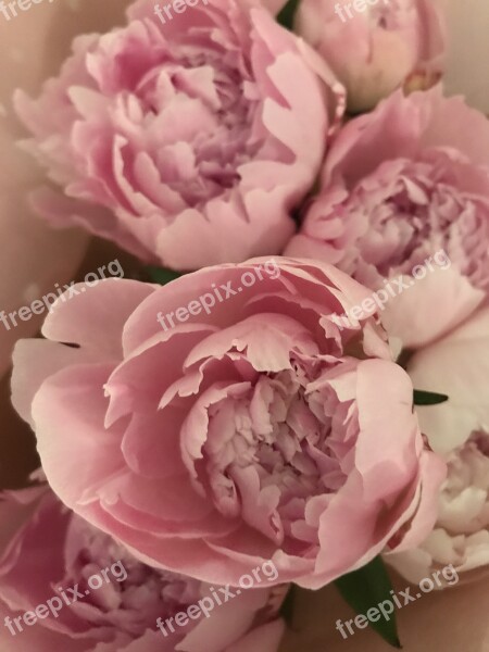 Peony Flowers Soft Pink Petal