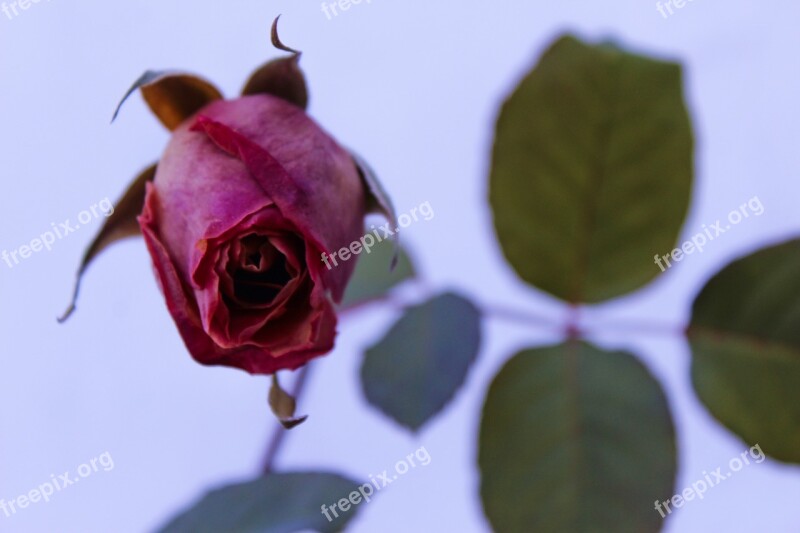 Rose Rose Bush Rose Petals Flowers Floral