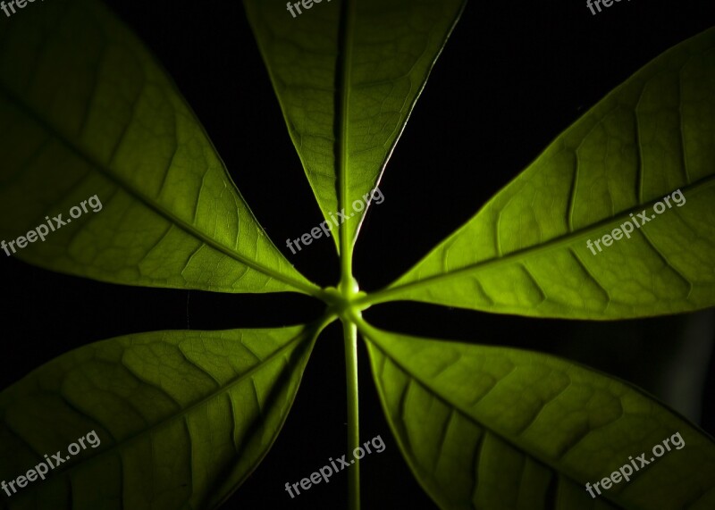 Leaves Indoor Plant Green Indoor Flora Money Tree