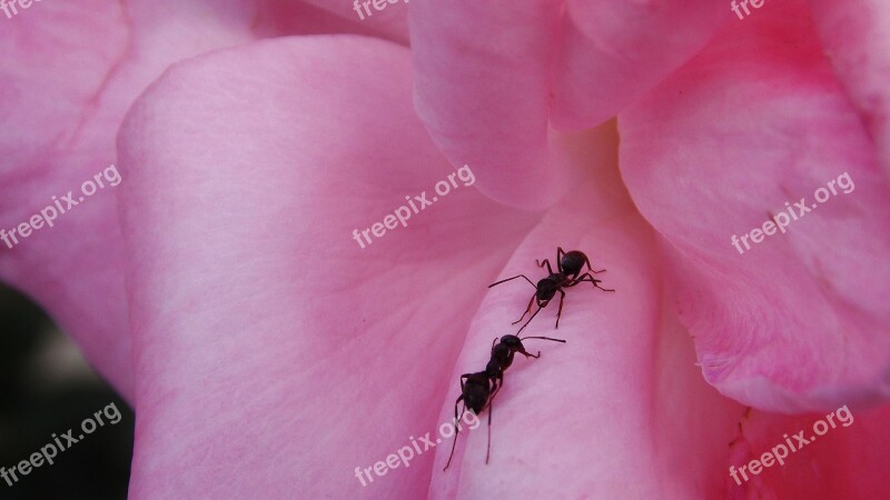 Flower Ants Insects Detail Petals