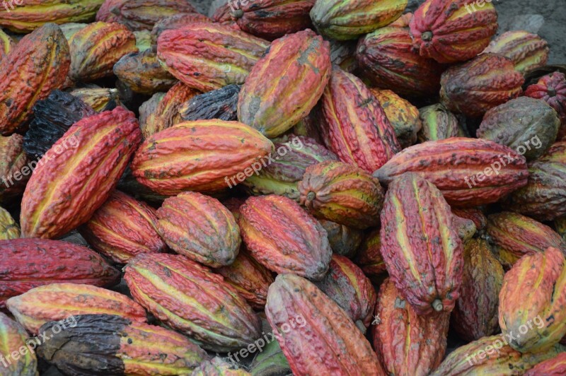 Cocoa Cocoa Beans Cacao Nature Tropical