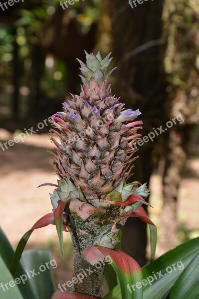 Pineapple Fetus Crop Plant Peru