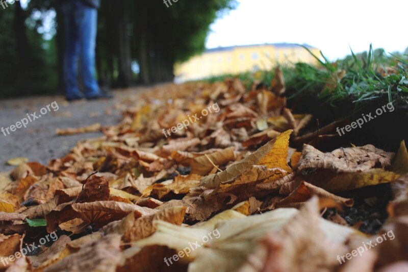 Leaves Autumn Golden Season Season Detail