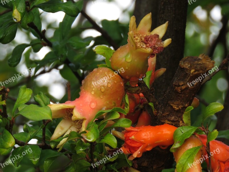 Pomegranate Fruit Nature Free Photos