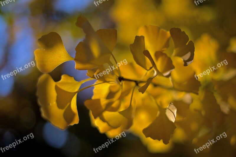 Ginkgo Biloba Leaves Fall Foliage