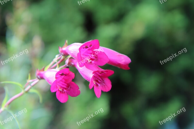 Flowering Pink Flowers Perennial Fulfillment Free Photos