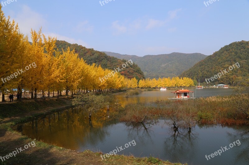 Lake Ginkgo Autumn Leaves Fishing Morning