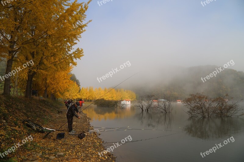 Lake Ginkgo Autumn Leaves Fishing Morning