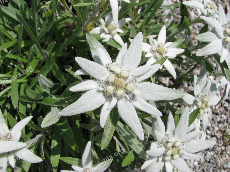 Edelweiss Flower Alpine Edelweiß Nature Free Photos