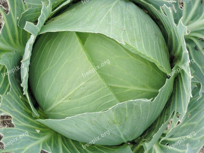 Cabbage Autumn Vegetables Nutrition Harvest