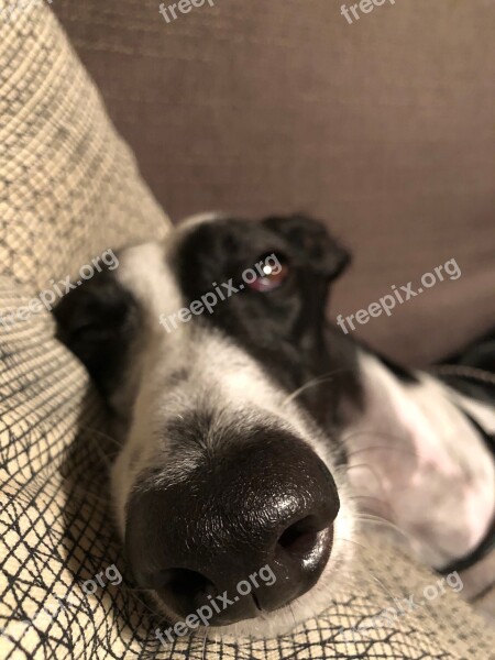 Greyhound Rest Sleep Relaxation Animal