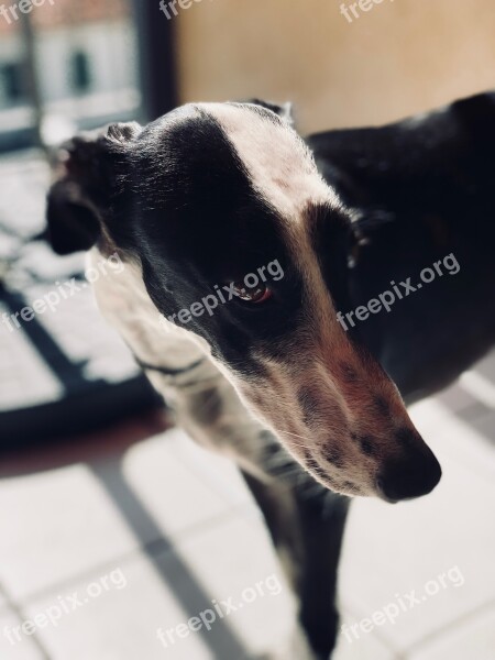 Galgo Dog Greyhound Portrait Dogs