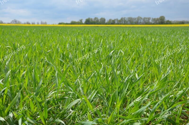 Field Green Grass Meadow Agriculture