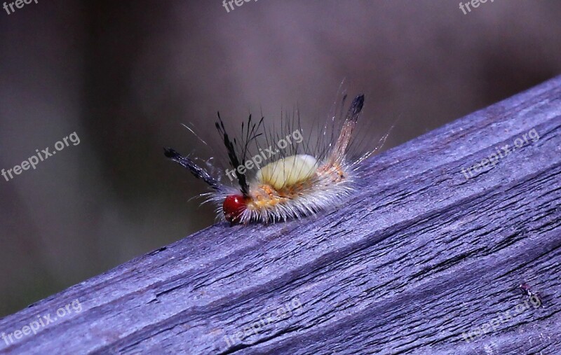 Caterpillar Toxic White-marked Hickory Tussock Caterpillar Florida