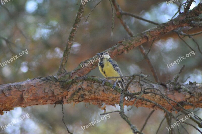 Bird Tit Coal Yellow Nature