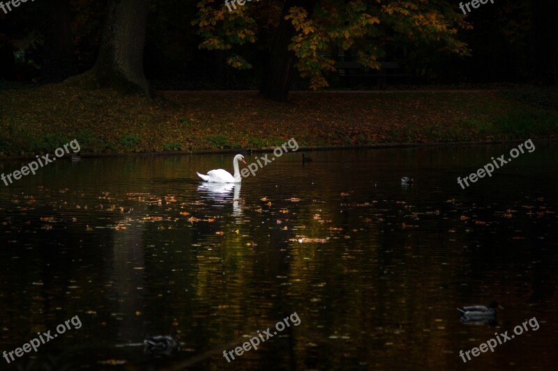 Swan Park Mute Swan Pond Water