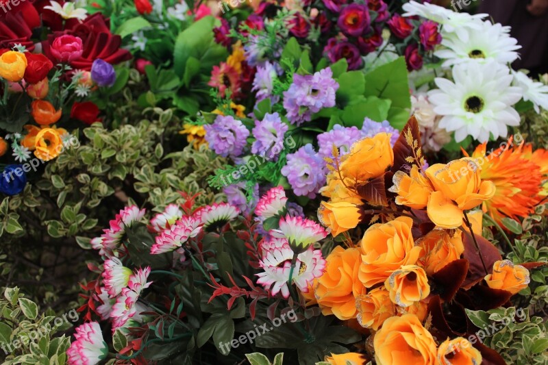 Flowers Orange Flower Blue Flower Rose Pink Rose