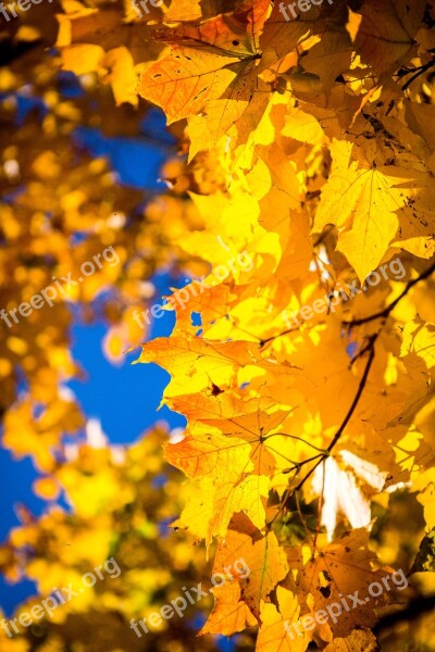 Autumn Leaves Maple Sky Yellow