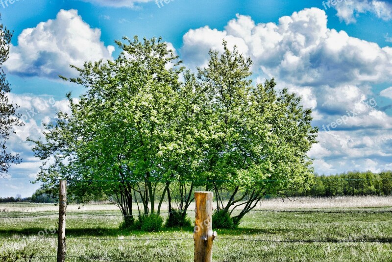 Spring Tree Clouds Fencing Zagrodzenie