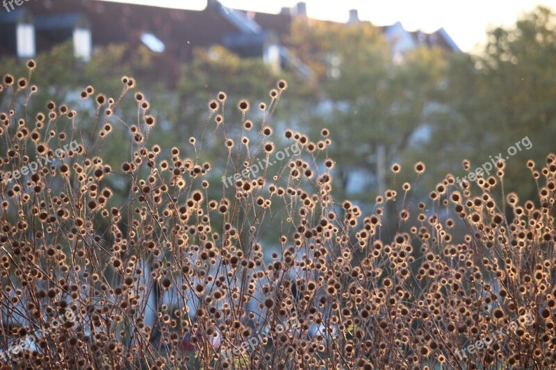 Edge Of Town Skyline Autumn Thistles Sunny