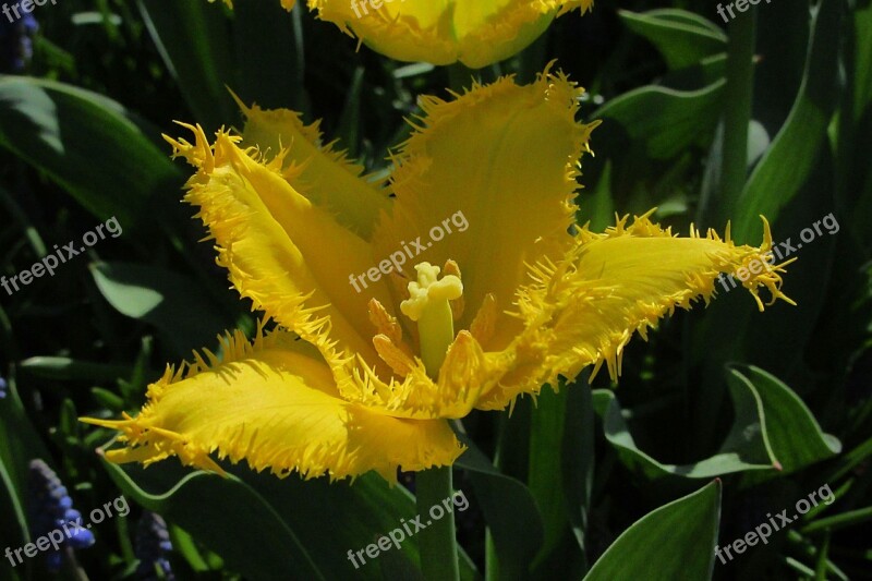 Tulip Yellow Colorful Bloom Color